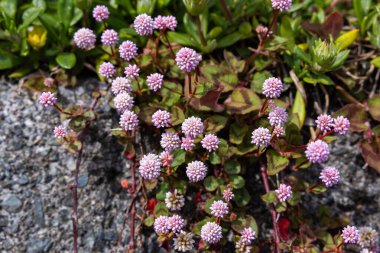 Pembe baş düğümü, bahçede bol bol çiçek açan soluk pembe çiçeklerle..