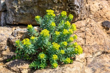 Tsumekizaki kıyısında yetişen Phedimus aizoon çiçekleri..