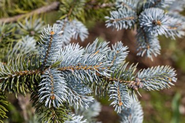 Baharda picea pungens 'in güzel ladini.