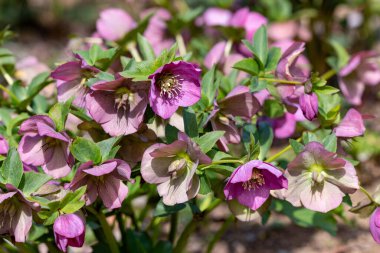 İlkbahar bahçesinde açan parlak pembe çiçekler..