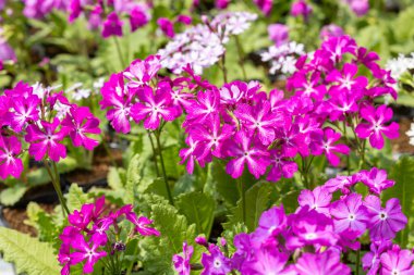 Bahar bahçesinde açan pembe primula kuşatma çiçekleri..