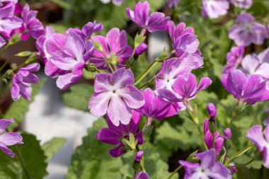 Bahar bahçesinde açan pembe primula kuşatma çiçekleri..