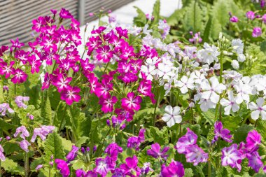 Bahar bahçesinde açan pembe primula kuşatma çiçekleri..