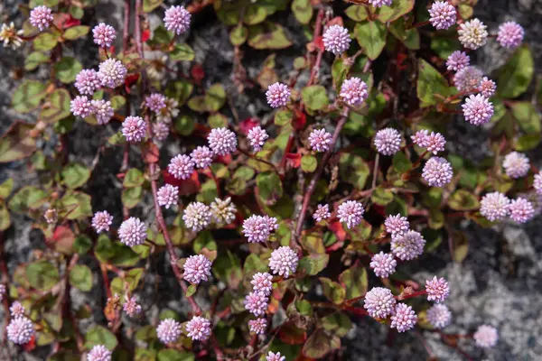 stock image Pink head knotweed, which blooms in abundance in the garden with pale pink flowers.