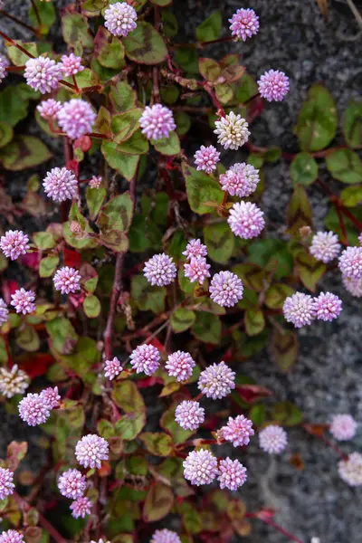 stock image Pink head knotweed, which blooms in abundance in the garden with pale pink flowers.