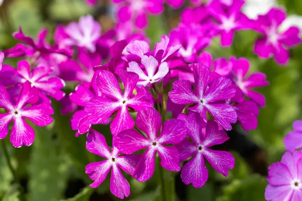 stock image Pink primula sieboldii flowers blooming in the spring garden.