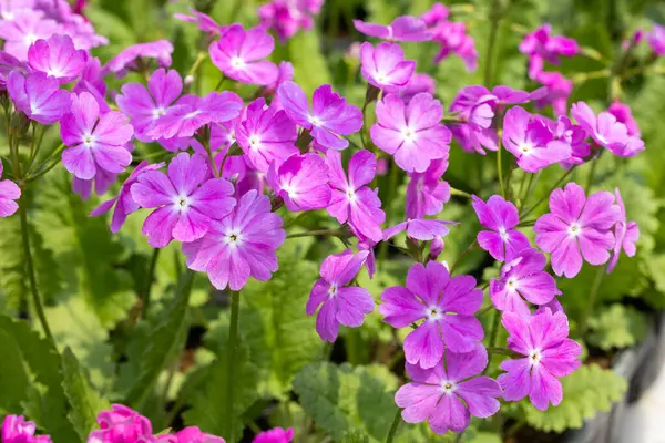 Stock image Pink primula sieboldii flowers blooming in the spring garden.