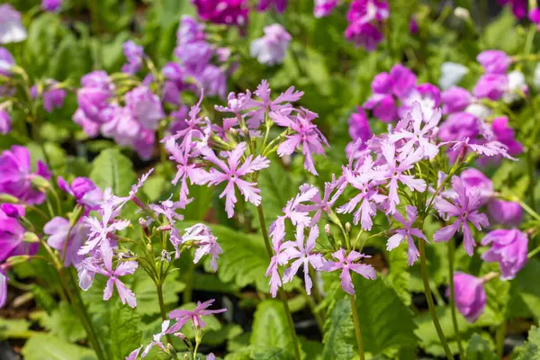 stock image Pink primula sieboldii flowers blooming in the spring garden.