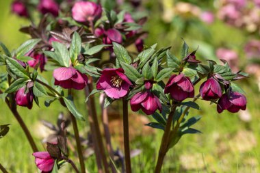 İlkbahar bahçesinde açmakta olan koyu mor çınar çiçekleri..