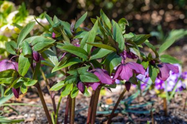 İlkbahar bahçesinde açmakta olan koyu mor çınar çiçekleri..