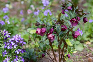 İlkbahar bahçesinde açmakta olan koyu mor çınar çiçekleri..