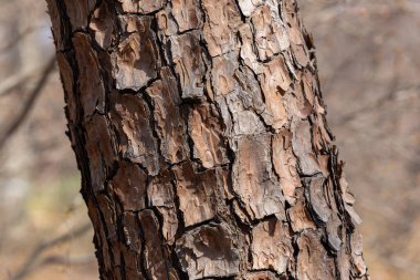Bahar Ormanı Parkı 'nda kırmızı çam kabuğu.