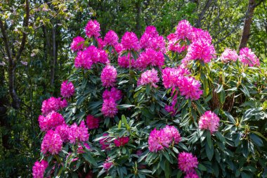 Ormanda Rhododendron çiçekleri açtı..