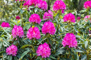 Ormanda Rhododendron çiçekleri açtı..