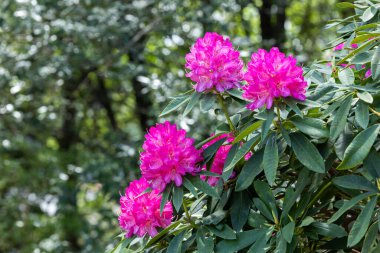 Ormanda Rhododendron çiçekleri açtı..