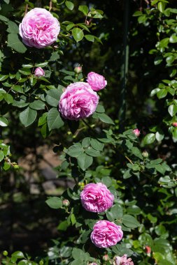 Beautiful pink roses blooming in the rose garden. clipart