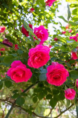 Gül bahçesinde açan güzel pembe güller.