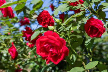 Gül bahçesinde açan güzel kırmızı güller.