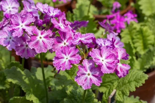 stock image Pink and white primula sieboldii flowers blooming in the spring garden.