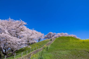 Sakitama antik mezar parkının önünden kiraz çiçeklerinin görüntüsü.