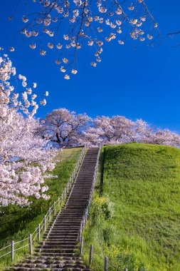 Sakitama antik mezar parkının önünden kiraz çiçeklerinin görüntüsü.