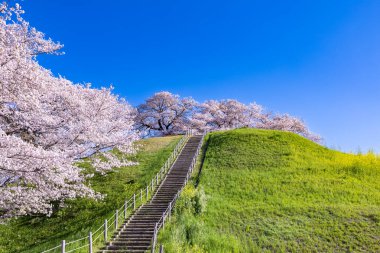 View of cherry blossoms from the front of Sakitama ancient tomb Park. clipart