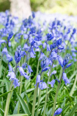 Scilla Campanulata çiçekleri ormanda çiçek açıyor..