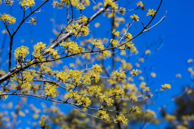 Sarı shan zhu yu çiçekleri ilkbaharın başlarında mavi gökyüzüne karşı açarlar..