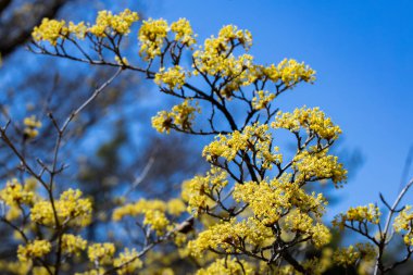 Yellow shan zhu yu flowers blooming against the blue sky in early spring. clipart