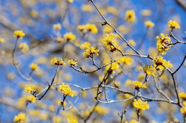 Sarı shan zhu yu çiçekleri ilkbaharın başlarında mavi gökyüzüne karşı açarlar..