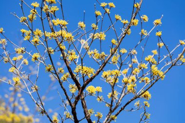 Yellow shan zhu yu flowers blooming against the blue sky in early spring. clipart