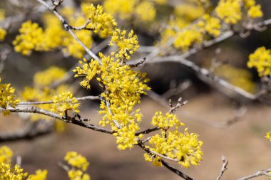 Yellow shan zhu yu flowers that bloom in early spring.