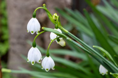 İlkbaharın başlarında açan temiz çiçek taneleri..