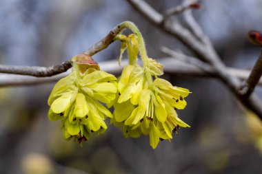 Sarı çıngıraklı cadı fındığı çiçekleri ormanda çiçek açıyor..