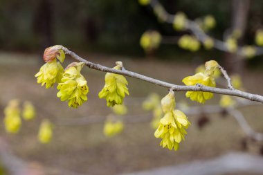 Yellow flowers of spike witch hazel,  blooming in the forest. clipart