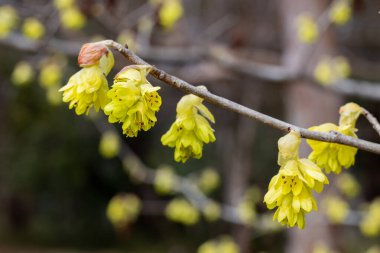 Sarı çıngıraklı cadı fındığı çiçekleri ormanda çiçek açıyor..