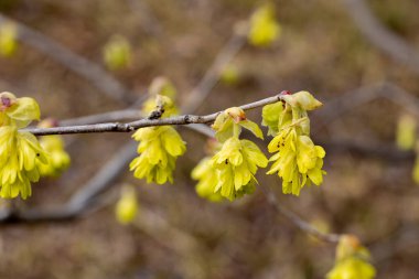 Sarı çıngıraklı cadı fındığı çiçekleri ormanda çiçek açıyor..