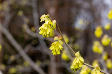 Sarı çıngıraklı cadı fındığı çiçekleri ormanda çiçek açıyor..