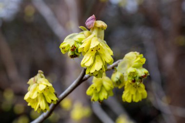 Sarı çıngıraklı cadı fındığı çiçekleri ormanda çiçek açıyor..