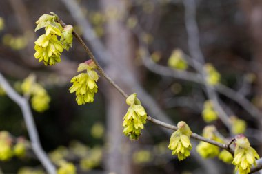 Sarı çıngıraklı cadı fındığı çiçekleri ormanda çiçek açıyor..