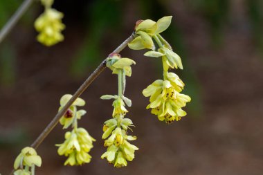 Yellow flowers of spike witch hazel,  blooming in the forest. clipart