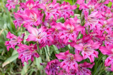 Bahar gladiolus çiçekleri bahçede güzel pembe çiçekler açıyor..