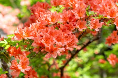 Meşalenin yakın çekimi Ormanda açan Azalea çiçekleri.