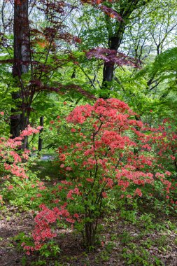 Meşale Azalea çiçekleri ormanda canlı canlı çiçek açıyor..