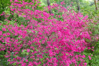 Meşale Azalea çiçekleri ormanda canlı canlı çiçek açıyor..