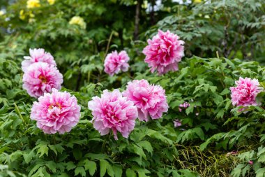 Bahçede açan pembe şakayık çiçekleri.