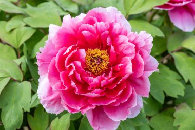 Bahçede açan pembe şakayık çiçekleri.