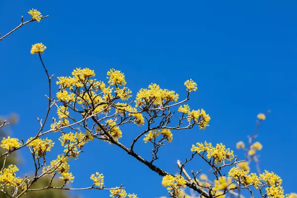 stock image Yellow shan zhu yu flowers blooming against the blue sky in early spring.