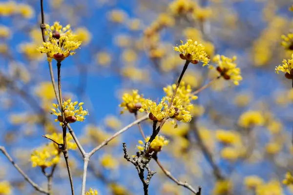 stock image Yellow shan zhu yu flowers blooming against the blue sky in early spring.