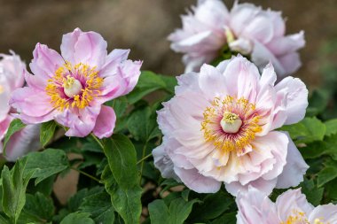 Pembe ve beyaz eğimli ağaç şakayığı çiçekleri..